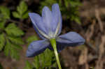 Prairie pleatleaf